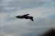 dsc_1793_small.jpg