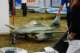 dsc_2010_small.jpg